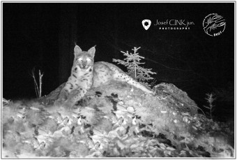 Young lynx relax in its new home in Brdy Young lynx relax in its new home in Brdy