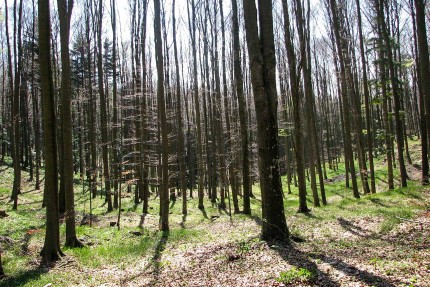 Forest Day Forest Day