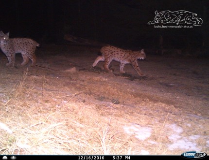 Svit (on the right), Blesk is on the left Svit (on the right), Blesk is on the left
