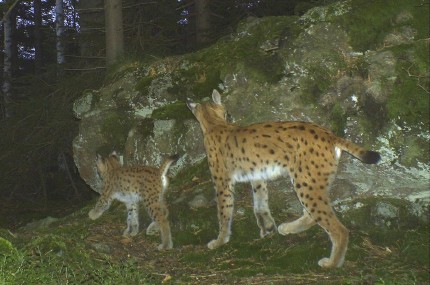 Luchsin mit Jungtier - dokumentiert in Ostbayern durch eine automatische Wildtierkamera (Quelle: Luchsprojekt Bayern) Luchsin mit Jungtier - dokumentiert in Ostbayern durch eine automatische Wildtierkamera (Quelle: Luchsprojekt Bayern)