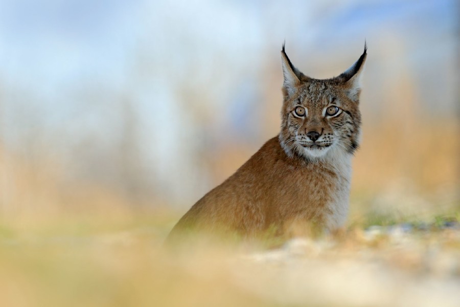 lynx-gallery-02.jpg 