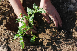 Person planting a tree 