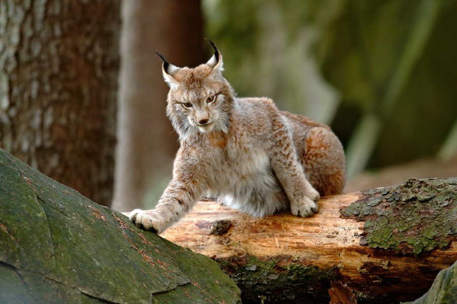 lynx-gallery-04.jpg 