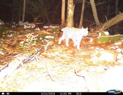 Figure 5: Photo of lynx taken 31.3.2018 at camera trapping site 2, LPN Kočevska Reka 