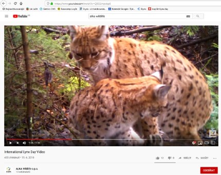 milé video k Mezinárodnímu dni rysů milé video k Mezinárodnímu dni rysů