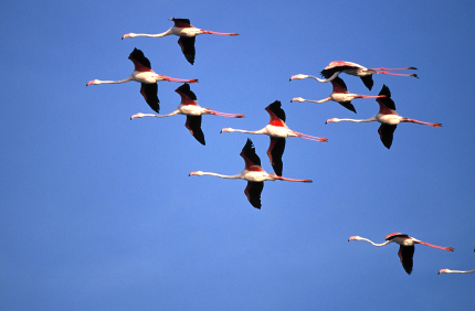 Flamingos Flamingos