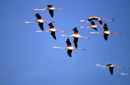 Flamingos 