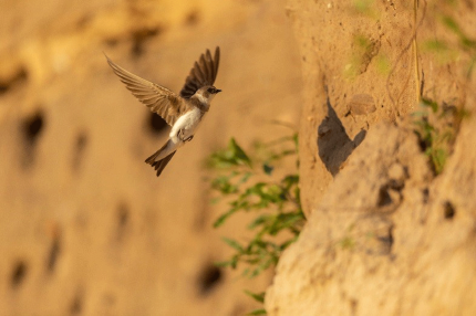 Sand martin at sunset - Photo by Erik Kopplin 