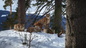 Lynx family on their afternoon rest by Vl Cech jr. Lynx family on their afternoon rest by Vl Cech jr.